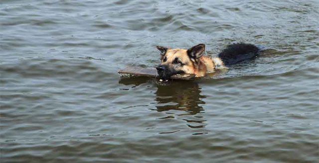 Australia's new anti-piracy law: Sink or swim?